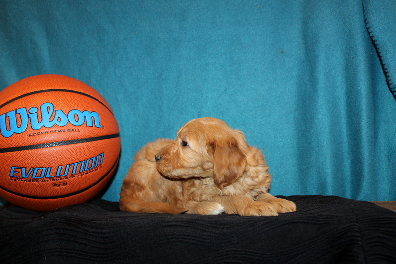 puppy, for, sale, Mini Golden Doodle F1B, Matthew B. Stoltzfus, dog, breeder, Gap, PA, dog-breeder, puppy-for-sale, forsale, nearby, find, puppyfind, locator, puppylocator, aca